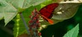Macro closeup shot of a Gulf Fritillary or passion butterfly perched on a red flower Royalty Free Stock Photo