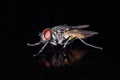 Macro closeup shot of house fly Royalty Free Stock Photo