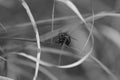 Macro closeup shot of house fly on the monochrome background Royalty Free Stock Photo