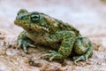 Closeup of Natterjack Toad