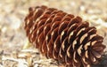 Macro closeup shot of a pine cone lying on the forest ground Royalty Free Stock Photo
