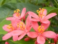 Macro closeup shot of pink Jatropha flowers
