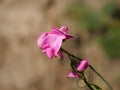 Macro closeup shot of pink Lathyrus flowers