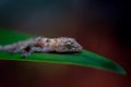 Macro closeup shot of a tiny brown gecko lying on a green leaf Royalty Free Stock Photo