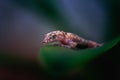 Macro closeup shot of a tiny brown gecko lying on a green leaf Royalty Free Stock Photo