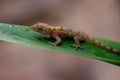 Macro closeup shot of a tiny brown gecko lying on a green leaf Royalty Free Stock Photo