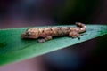 Macro closeup shot of a tiny brown gecko lying on a green leaf Royalty Free Stock Photo