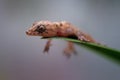 Macro closeup shot of a tiny brown gecko sitting on a green leaf Royalty Free Stock Photo