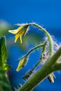 Tomato blossoms macro closeup shot 2