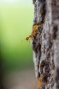 Macro closeup shot of a weaver ant on tree