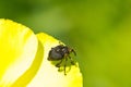 Macro closeup shot of a weevil sitting on a yellow flower Royalty Free Stock Photo