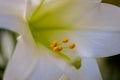 Macro closeup of a single Easter lily bloom Royalty Free Stock Photo