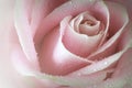 Macro closeup of a single soft pink rose with dewdrops. Royalty Free Stock Photo