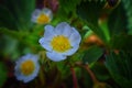 Macro Closeup of a single strawberry blossom, blurred and out of focus background in Cottage Garden in South Jordan, Utah.