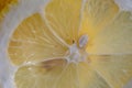 Macro closeup of slice of lemon with seeds in water
