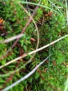 Macro closeup of small fern leaves