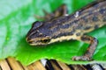 Macro closeup of small palmate newt lissotriton helveticus head on green leave Focus on head