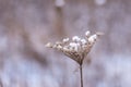 Macro closeup of snow covered dry wildflower head in winter Royalty Free Stock Photo