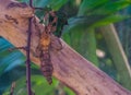 Macro closeup of a spiny leaf insect, tropical walking stick specie from Australia Royalty Free Stock Photo