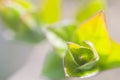 Macro Closeup spring green buds leaves Royalty Free Stock Photo
