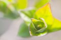 Macro Closeup spring green buds leaves Royalty Free Stock Photo
