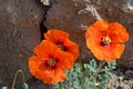 Close up of Papaver tenuifolium flowers in wild , flora Iran