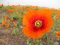 Close up of Papaver tenuifolium flower in wild , flora Iran