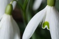 Macro Closeup of a Spring Snowdrop Flower