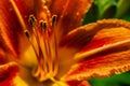 Macro closeup of stamens of fire red or orange day lily colorful background Royalty Free Stock Photo