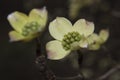 Macro closeup stem and flowering Dogwood flower white with tiny green buds in the Spring Royalty Free Stock Photo