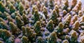 Macro closeup of a stony coral specie, colony of corals, marine life background