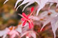 Macro closeup of a striking scarlet red flowers of Sprekelia formosissima or Aztec Jacobean lily from Amaryllis family isolated on