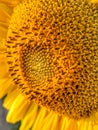 Macro Closeup of Sunflower and Seeds Royalty Free Stock Photo