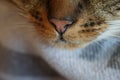 Macro closeup of tabby cat nose with grey blurred neutral background Royalty Free Stock Photo