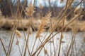 Macro closeup of tall grass blowing in wind Royalty Free Stock Photo