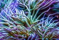 Macro closeup of the tentacles of a Mediterranean snakelocks sea anemone, common tropical invertebrate specie, marine life