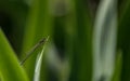 Macro closeup of tiny dragonfly Royalty Free Stock Photo