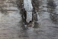 macro closeup of tree stump with knot and tree rings