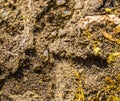 Macro closeup of the tunnel of a black garden ant colony, ants with larvas, invasive insect specie from Europe Royalty Free Stock Photo