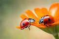 Macro closeup of two ladybugs on a gerbera orange flower on natural background. Royalty Free Stock Photo