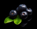 Macro closeup view blueberries leaves isolated black Royalty Free Stock Photo