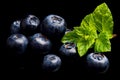 Macro closeup view blueberries leaves isolated black Royalty Free Stock Photo