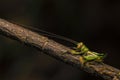 Macro closeup view of grasshopper resting on tree branch with dark bokeh background Royalty Free Stock Photo