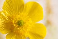 Macro closeup view of yellow flower. Pistil and stamen details Royalty Free Stock Photo