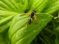 Macro Closeup Of Wasp On Leaf