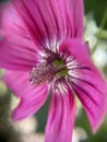 Pink single wild flower plant with water droplets and waterdrop side view blur background d Royalty Free Stock Photo