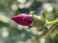 Pink flower bud plant with water droplets and waterdrop green background