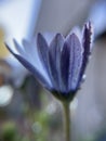 Purple single dasiy flower plant with water droplets and waterdrop side view blur background d Royalty Free Stock Photo