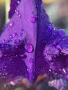 Purple single iris flower petal with water droplets and waterdrop side view blur background d Royalty Free Stock Photo