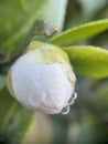 White flower bud plant with water droplets and waterdrop green background